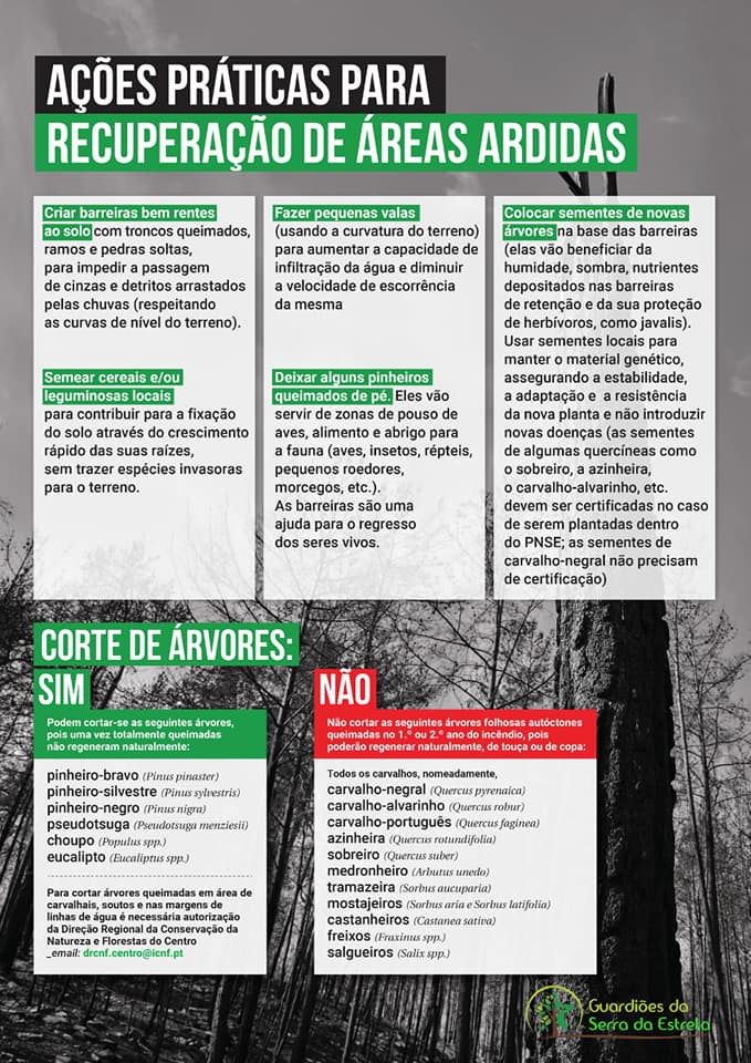 Imagem Ações práticas para recuperação de áreas ardidas - Guardiões da Serra da Estrela